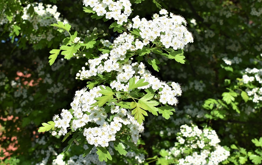 Crataegus monogyna 2 Apr19