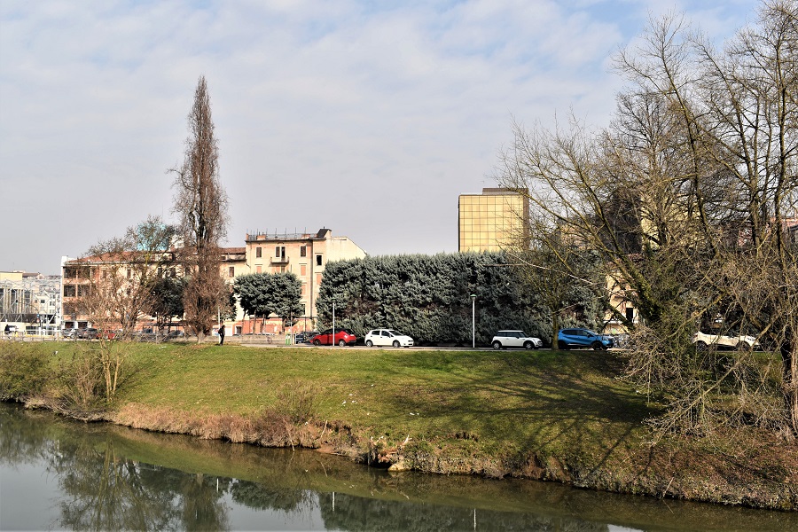 Cupressus arizonica 1