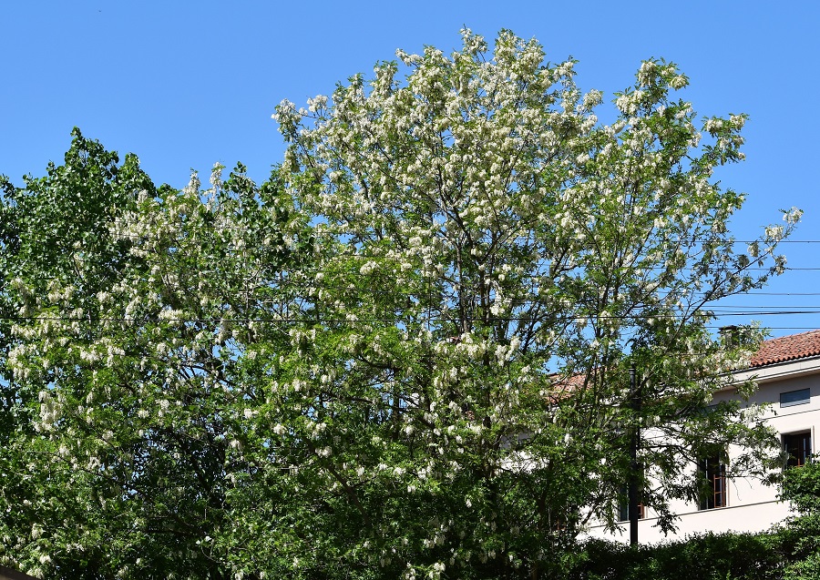 Fiorita 2a alla Rotonda