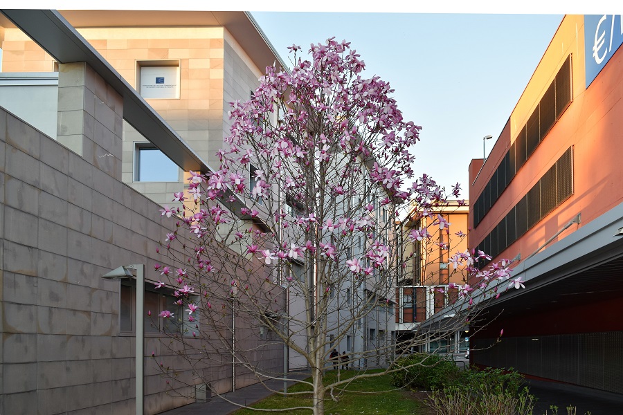 Magnolia sp 1 Apr18a