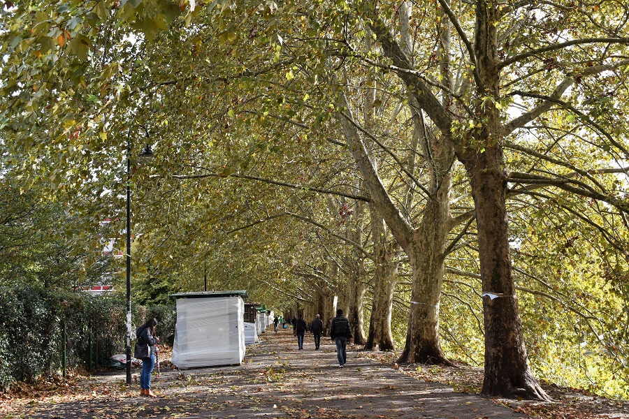 Platanus acerifolia 5 Ott18