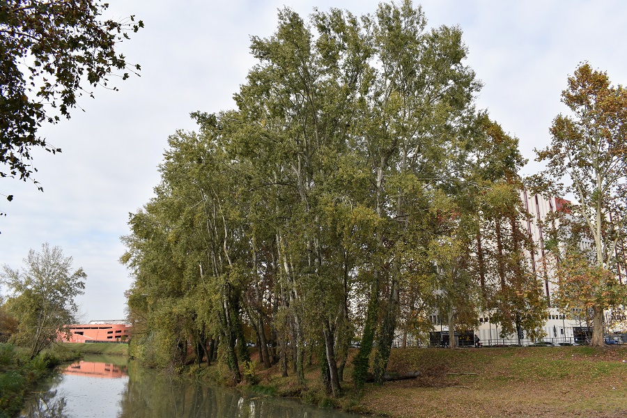Populus alba 2 Nov18