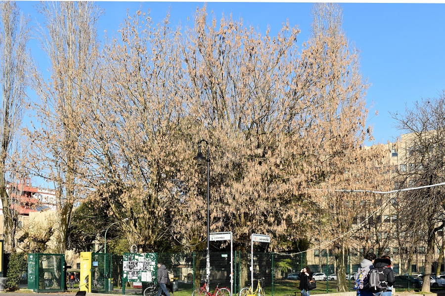 Acer negundo 1 Gen19