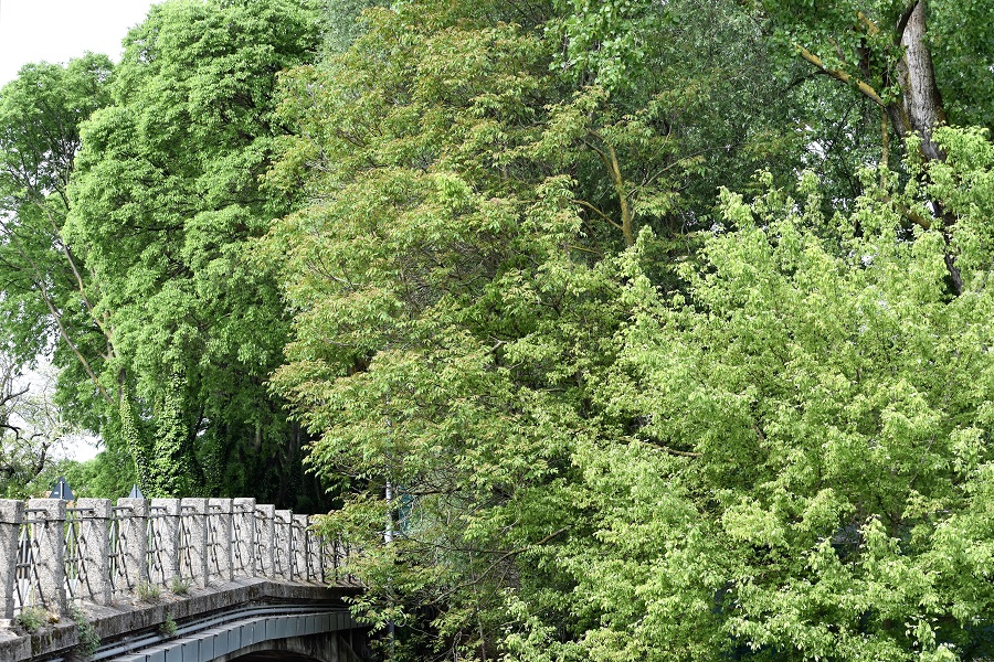 Aliantus altissima 9 Apr18