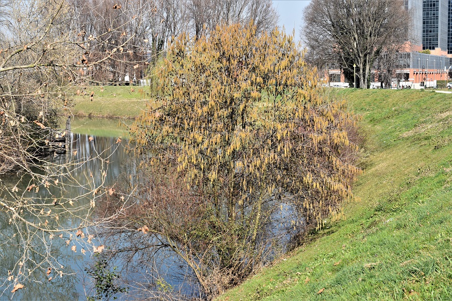 Alnus glutinosa 15 Feb19