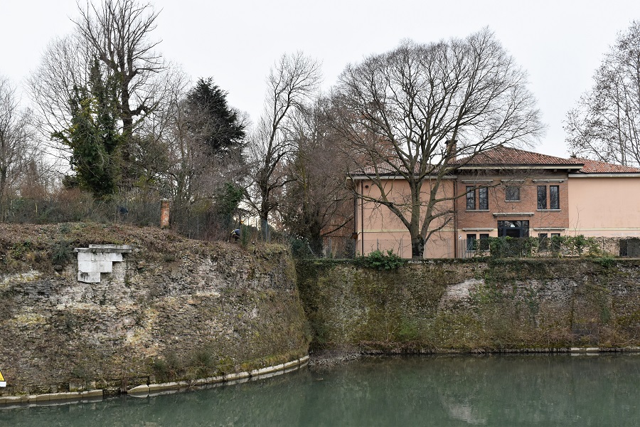 Celtis australis 2 Gen19