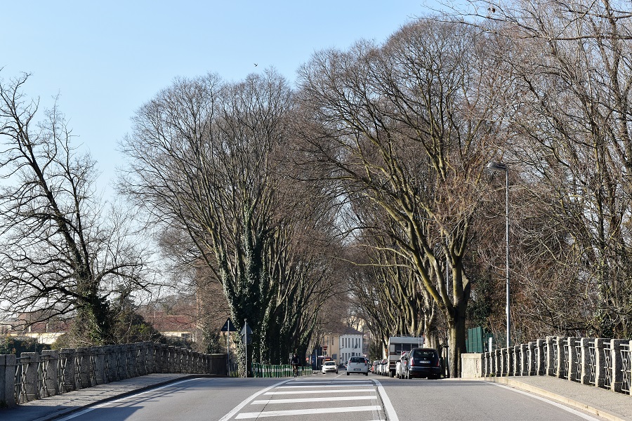 Celtis australis Via Fistomba 5 Gen19