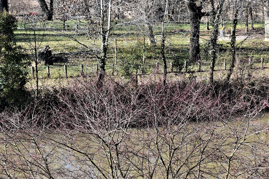 Cornus sanguinea forse 1 Feb19