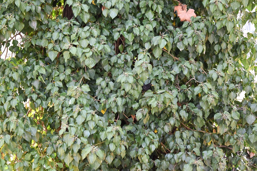 Hedera helix 1 Mar19