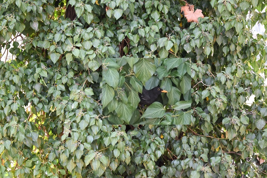 Hedera helix 1a Mar19