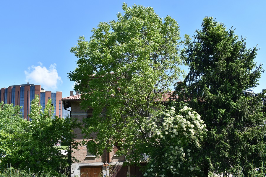 Juglans regia 1 Mag19a