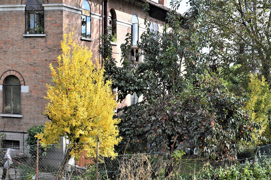 P granatum D kaki 1 Ott18b