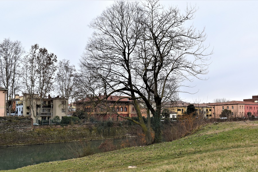 Paulownia tomentosa 2 Gen19a