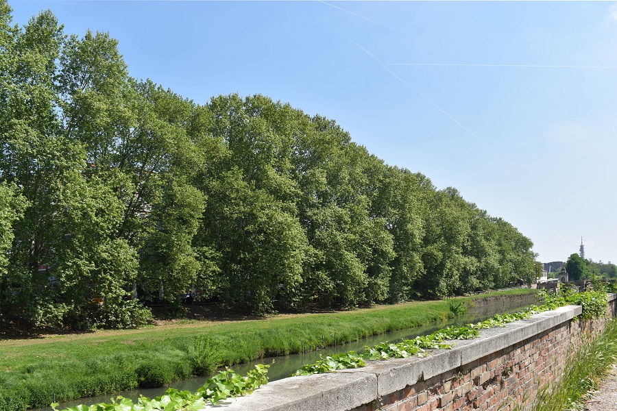 Platanus acerifolia 1 Apr18 x