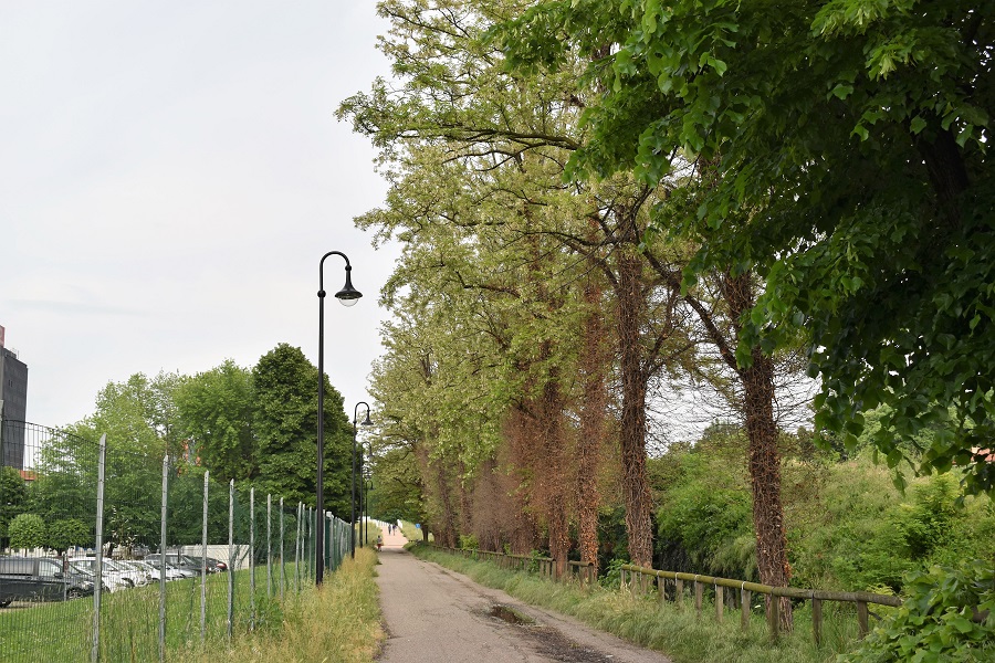 Robinia pseudoacacia 1 Mag18