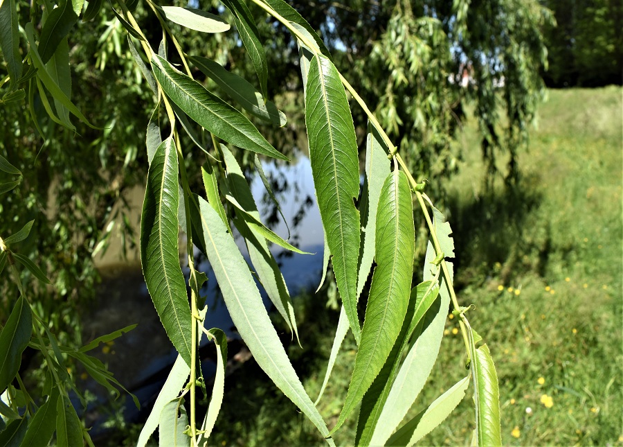 Salix alba tristis 12 Mag19