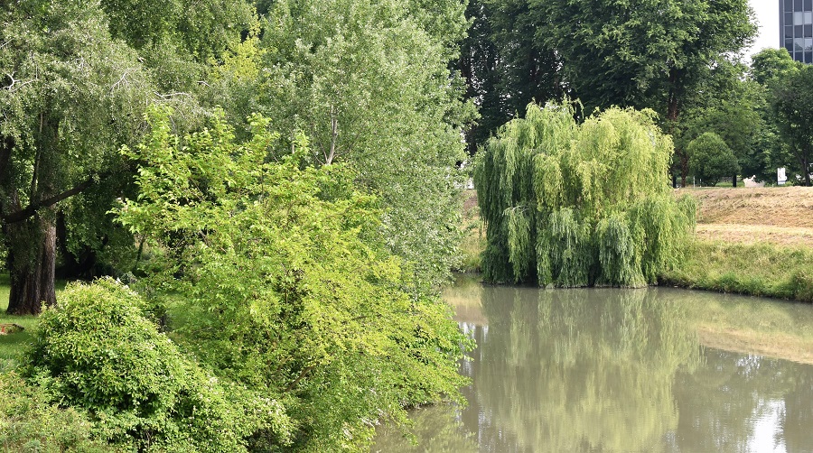 Salix alba tristis 4 Mag18a