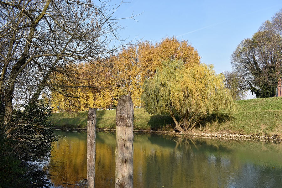 Salix alba tristis 8 Dic18