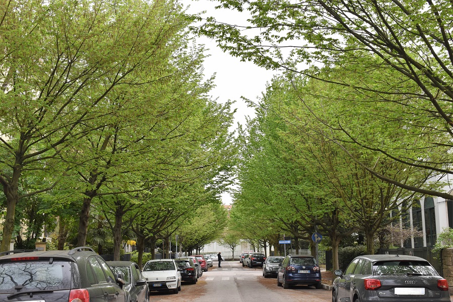 Carpinus betulus, portamento.