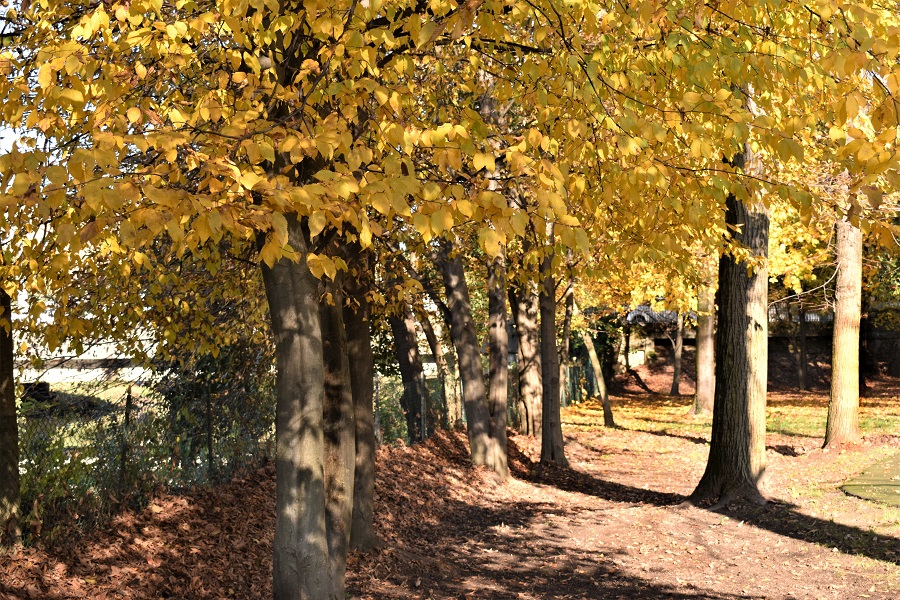 Carpinus betulus, foliage
