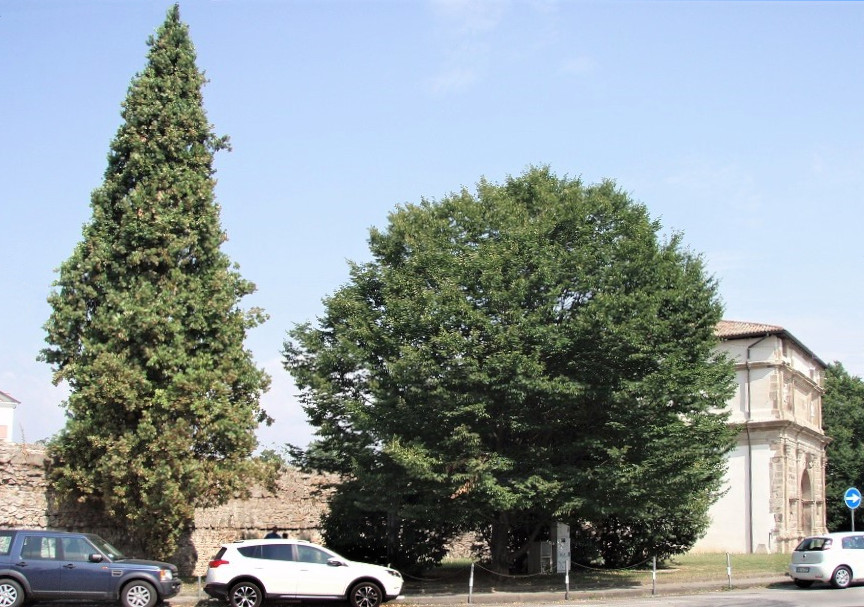 Carpinus betulus, Porta San Gioanni, Padova.