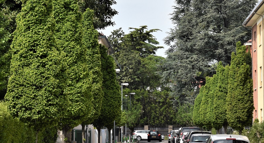 Carpinus betulus Fastigiata, portamento.