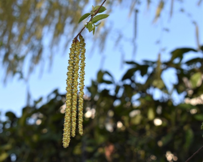 Ostrya Carpinifolia - Carpino Nero - : Miscellanea Di