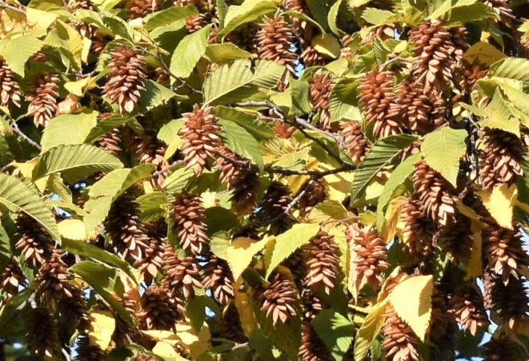 Ostrya Carpinifolia - Carpino Nero - : Miscellanea Di - Foto 11