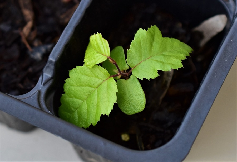 Carpinus betulus, Germoglio con cotiledoni.