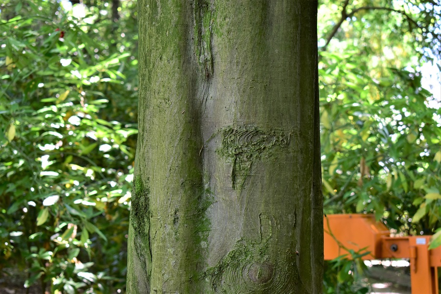 Carpinus betulus, fusto costolato.