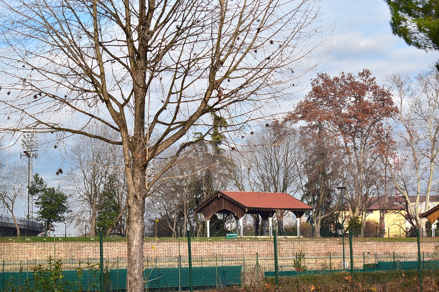 Dove si parla di un albero molto simile nei fiori e nelle foglie e nei frutti al Nocciolo, ma dal portamento alquanto diverso. Si descrivono poi le sue infruttescenze dall'involucro piuttosto singolare. 