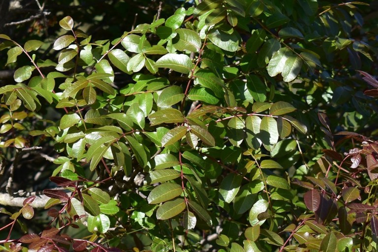 Pistacia terebinthus – Terebinto | un albero al giorno