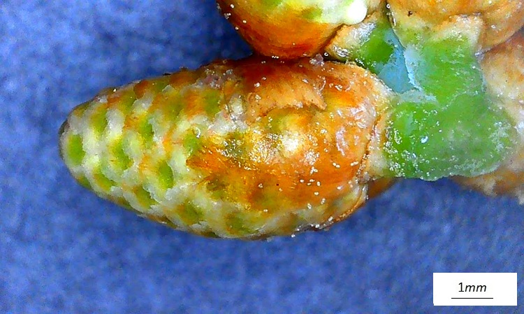 Pinus halepensis,, Infiorescenza maschile. Foto macro.