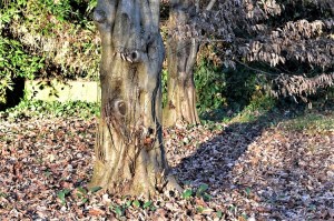 Come distinguere i Carpini | un albero al giorno