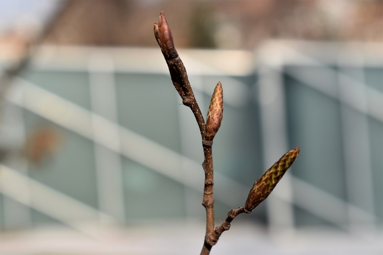 Carpinus betulus, gemma