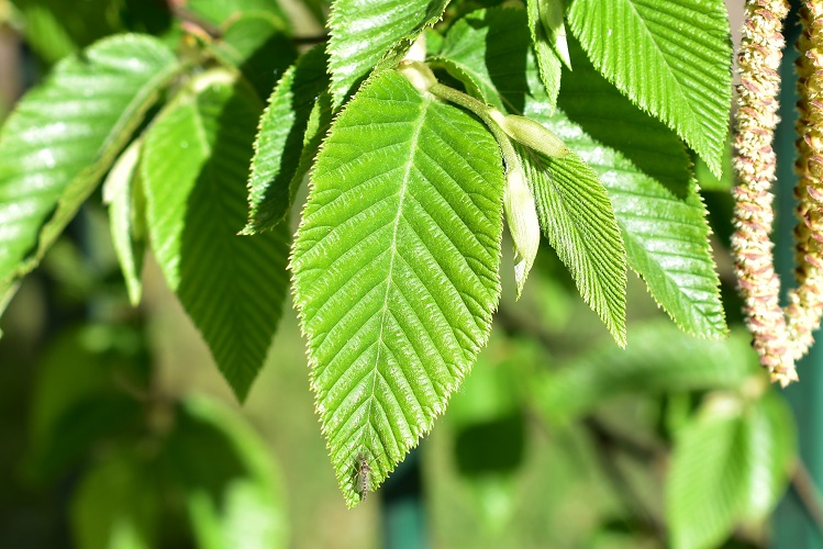 Ostrya Carpinifolia - Carpino Nero - : Miscellanea Di - Foto 10