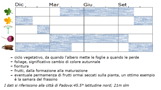 Taxodium Distichum - Cipresso Di Palude - Acquista Online Su Vivaibamb&ugrave; Store