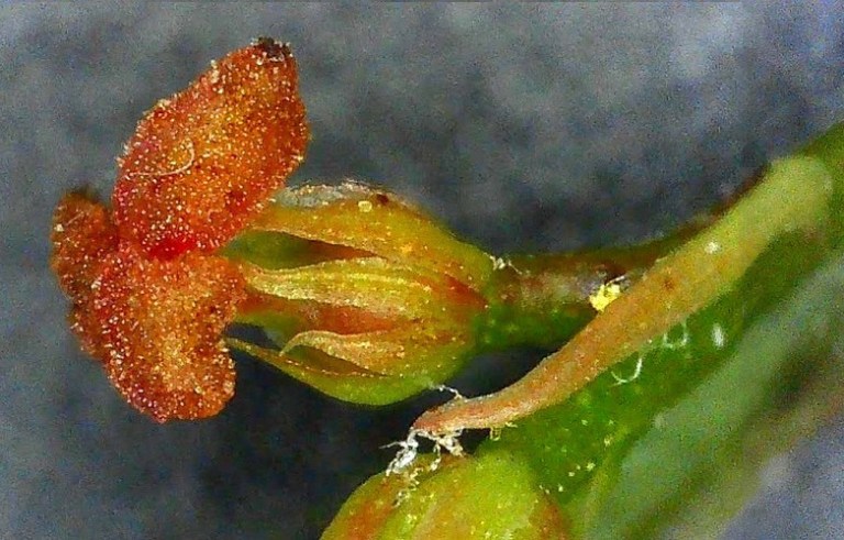 Pistacia terebinthus – Terebinto | un albero al giorno