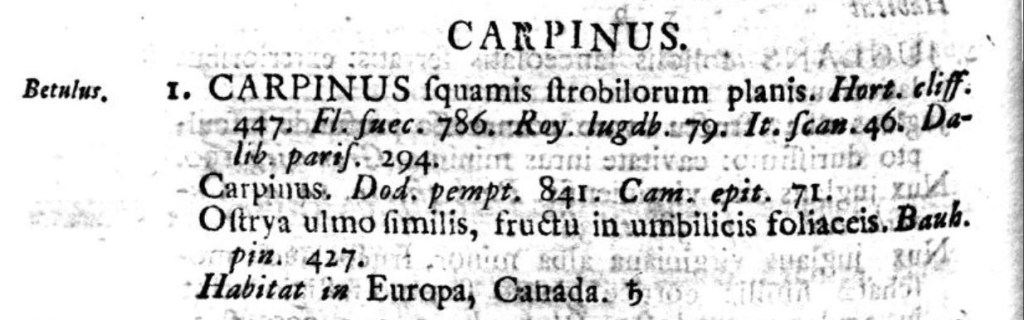 Carpinus betulus, protologo, Linneo Species Plantarum, 1753