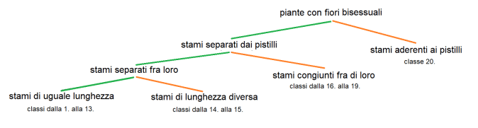 Linneo, Sistema sessuale, Classi da 1 a 20, Fiori bisessuali, Diagramma a albero.