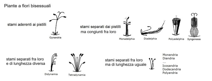 Linneo, Sistema sessuale, Classi da 1 a 20, Fiori bisessuali, disposizione libera