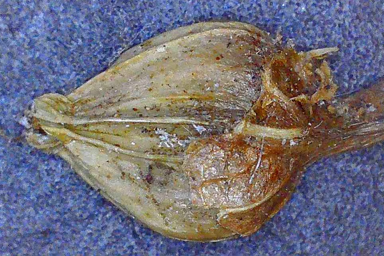 Carpinus betulus, frutto: noce. Foto macro.
