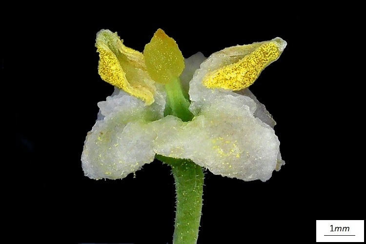 Dove si parla di un arbusto tipico della macchia mediterranea e se ne descrivono i caratteri.