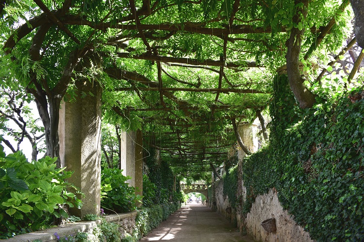 Dove si parla di un rampicante che fabbrica infiorescenze a grappolo di lunghezza incredibile.