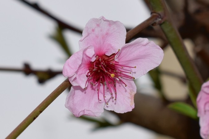 Prunus Persica (syn. 'Péche De Juin') 'AMSDEN' Peach Tree - Early - Foto 10