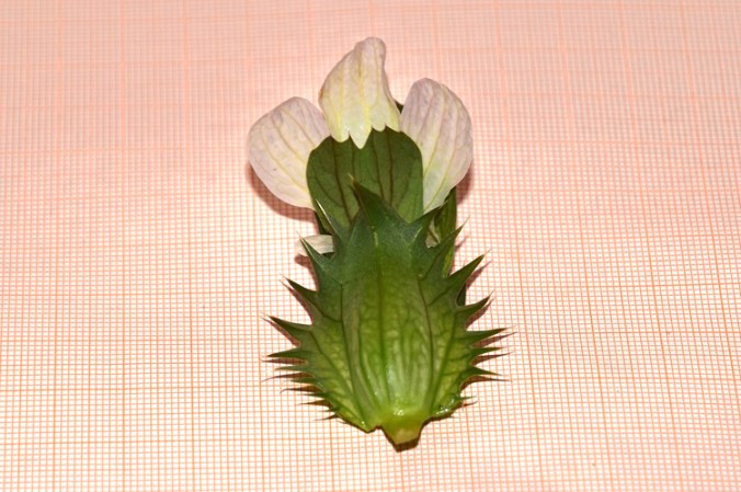 Acanthus mollis, fiore smontato 4