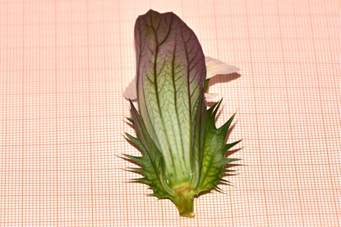 Acanthus mollis, fiore smontato 5