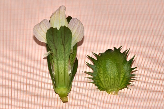 Acanthus mollis, fiore smontato 6