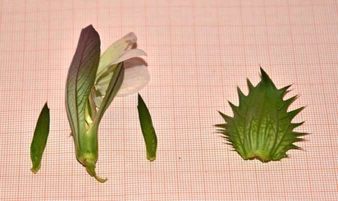 Acanthus mollis, fiore smontato 7