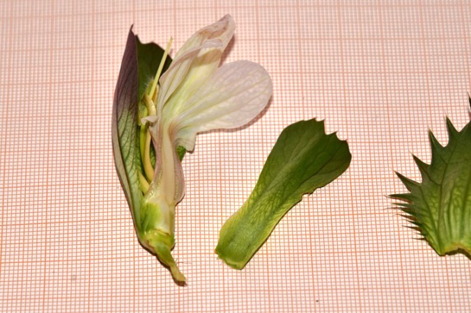 Acanthus mollis, fiore smontato 92b